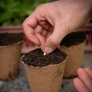 Concombre zehneria scabra - graines bio