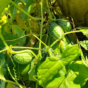 Concombre zehneria scabra - graines bio