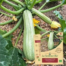 Courgette ortolana di faenza - graines b