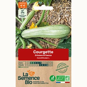 Courgette ortolana di faenza - graines b