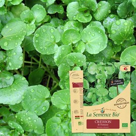 Cresson de fontaine - graines bio