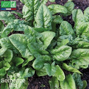 Épinard matador - graines bio