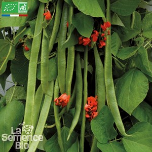 Haricot vert plat à rame scarlett emper