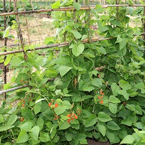 Haricot vert plat à rame scarlett emper