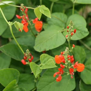 Haricot vert plat à rame scarlett emper