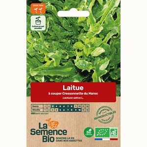 Laitue à couper cressonnette du maroc -