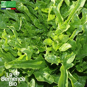 Laitue à couper cressonnette du maroc -