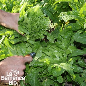 Laitue à couper cressonnette du maroc -