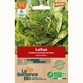 Laitue romaine mouchetée de salasc - gr