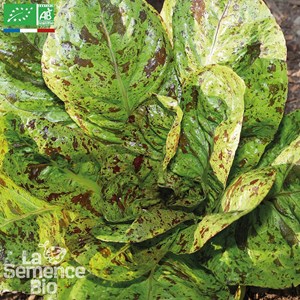 Laitue romaine mouchetée de salasc - gr