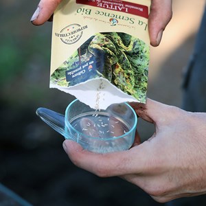 Laitue romaine mouchetée de salasc - gr