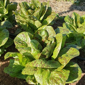 Laitue romaine mouchetée de salasc - gr