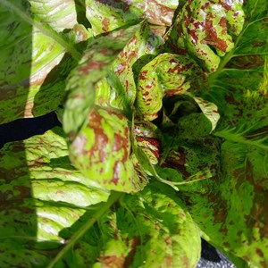 Laitue romaine mouchetée de salasc - gr