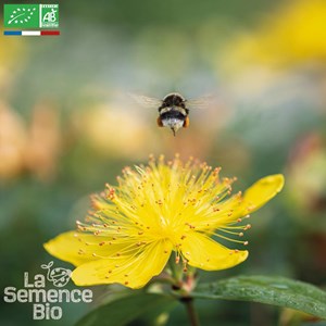 Millepertuis topas - graines bio