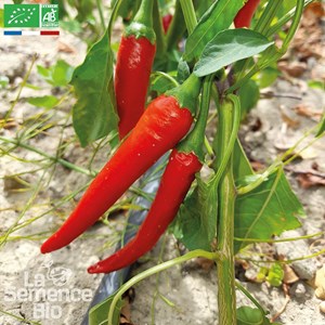 Piment de cayenne - graines bio
