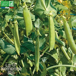 Pois nain à écosser merveille de kelve