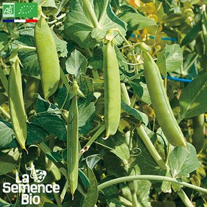 Pois nain à écosser merveille de kelvedon - graines bio