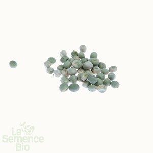 Pois nain à écosser merveille de kelvedon - graines bio