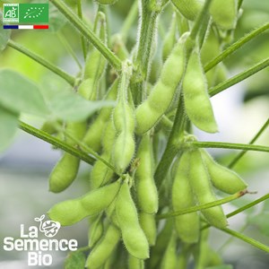 Soja edamame chiba green - graines bio