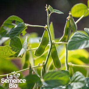 Soja edamame chiba green - graines bio