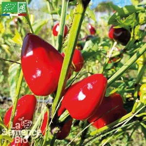 Poivron caviar calabrais - graines bio