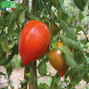 Tomate amish paste - graines bio