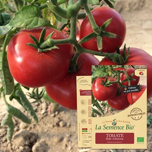 Tomate belle arlésienne bio