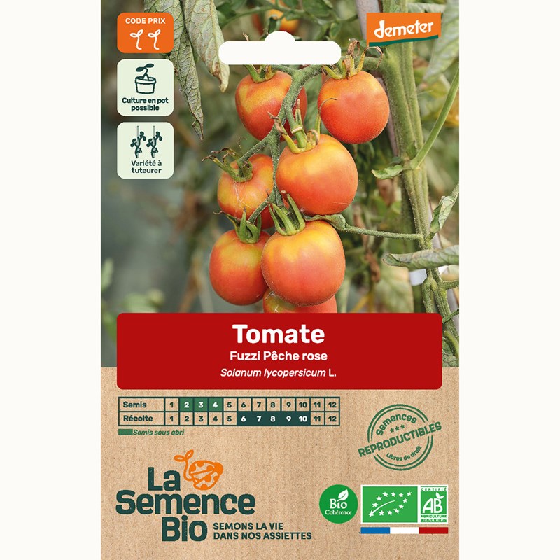 Tomate fuzzi pêche rose - graines bio