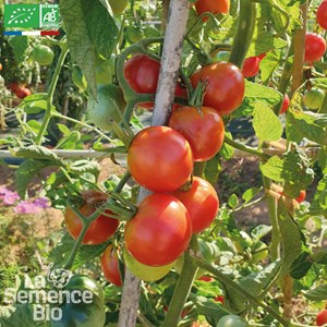 Tomate belle arlésienne - graines bio