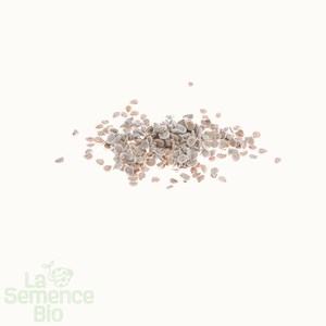 Tomate belle arlésienne - graines bio