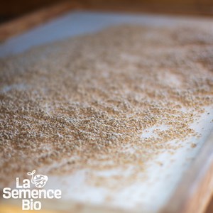 Tomate belle arlésienne - graines bio