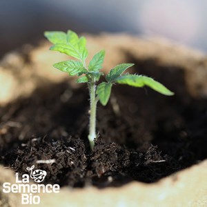 Tomate belle arlésienne - graines bio