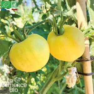 Tomate pêche jaune - graines bio
