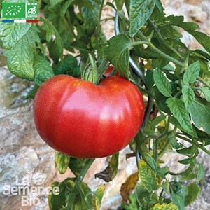Tomate russe rouge bio
