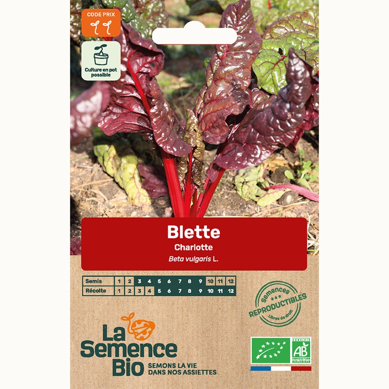 Blette charlotte - graines bio