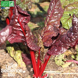 Blette charlotte - graines bio