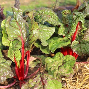 Blette charlotte - graines bio