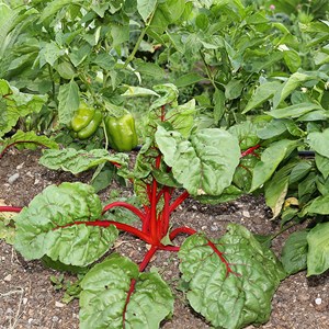 Blette charlotte - graines bio