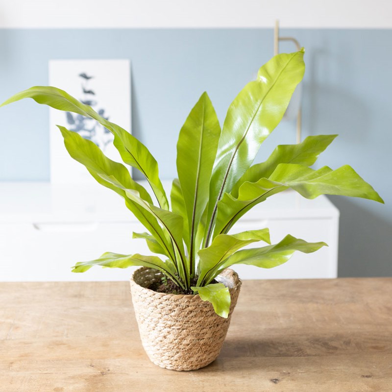 réconciliation végétale - Fougère nid d'oiseau sans cache-pot