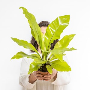 Fougère nid d'oiseau sans cache-pot