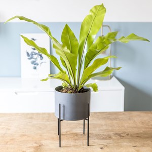 Fougère nid d'oiseau sans cache-pot