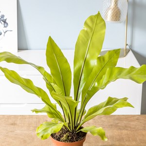 Fougère nid d'oiseau sans cache-pot