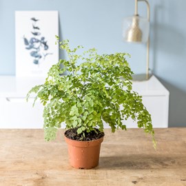 Fougère adiantum sans cache-pot