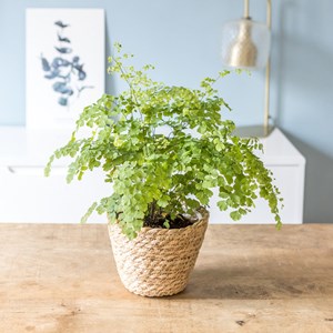 Fougère adiantum sans cache-pot