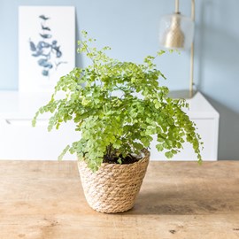 Fougère adiantum avec cache-pot osier