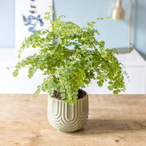 Fougère adiantum avec cache-pot osier