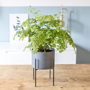 Fougère adiantum avec cache-pot osier