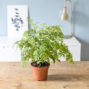 Fougère adiantum avec cache-pot osier