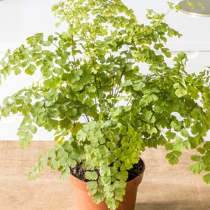 Fougère adiantum avec cache-pot osier