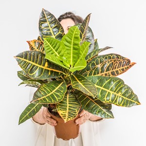 Croton petra d17 sans cache-pot